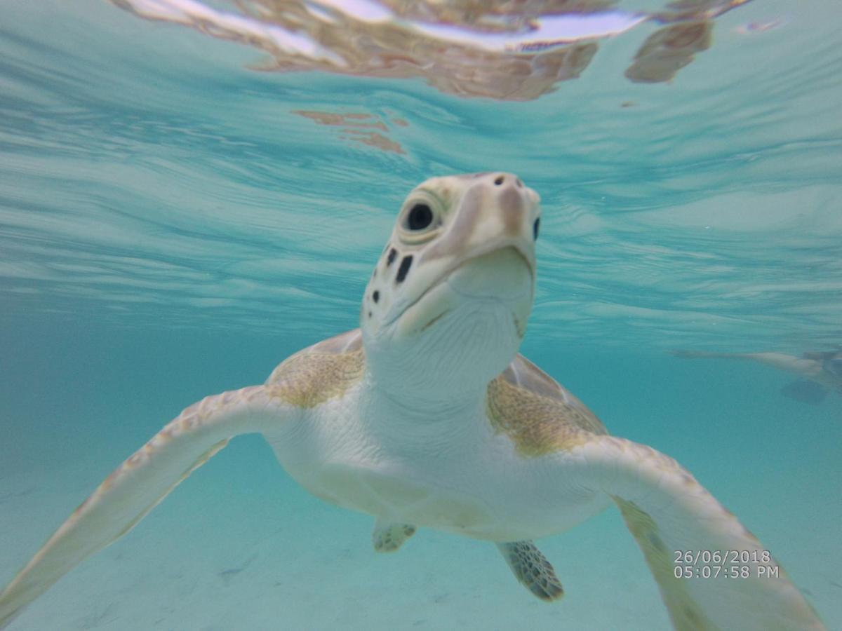 Apartmán Turtles Nest Bahamas George Town Exteriér fotografie